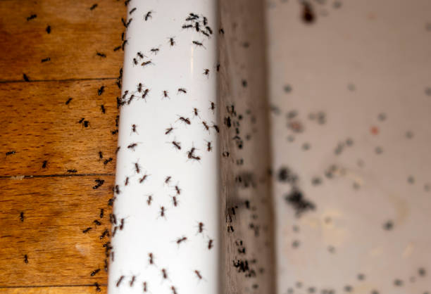 Best Local Pest Control Services  in Heath, TX